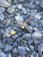 Erythranthe calcicola