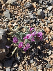 Astragalus newberryi