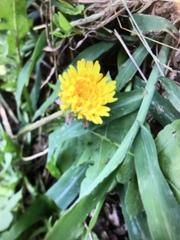 Taraxacum officinale
