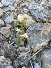 Erythranthe calcicola