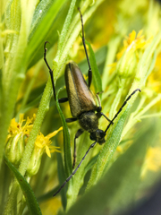 Lepturobosca chrysocoma