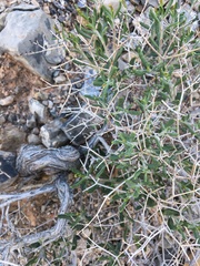 Eriogonum heermannii