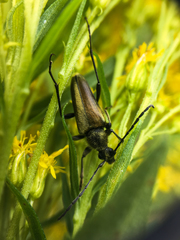 Lepturobosca chrysocoma