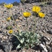 Naked-stemmed Daisy - Photo (c) Matt Berger, some rights reserved (CC BY), uploaded by Matt Berger