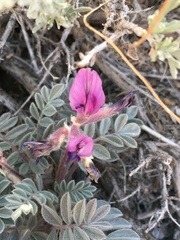 Astragalus newberryi