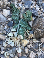 Vesper purpurascens