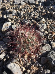Sclerocactus polyancistrus