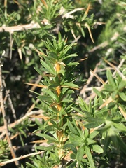 Hecastocleis shockleyi