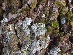 Physconia leucoleiptes