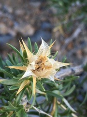 Hecastocleis shockleyi
