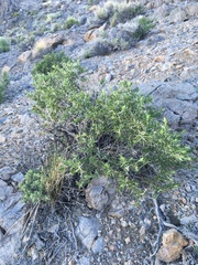 Hecastocleis shockleyi