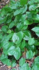 Epimedium × versicolor