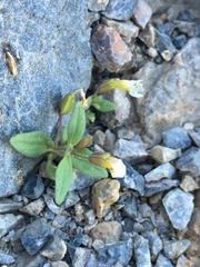 Erythranthe calcicola