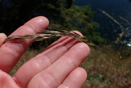 Eriocoma lemmonii, 2025-06-06