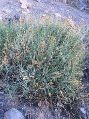 Penstemon fruticiformis