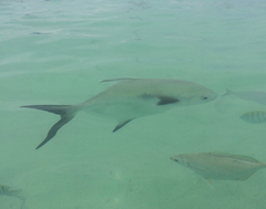 Trachinotus falcatus