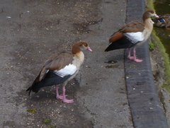 Alopochen aegyptiaca