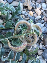 Astragalus layneae