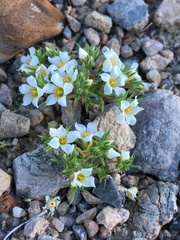 Linanthus demissus