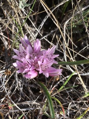 Allium parvum