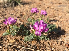 Astragalus iodanthus