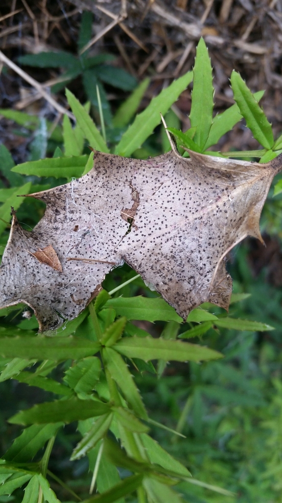 Diaporthe crustosa