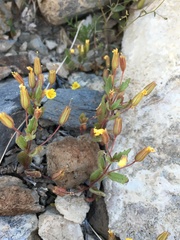 Erythranthe calcicola