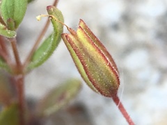 Erythranthe calcicola