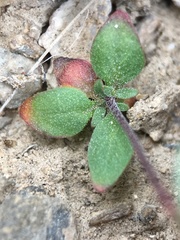 Nemacladus morefieldii