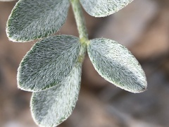 Astragalus mohavensis