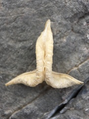 Astragalus mohavensis