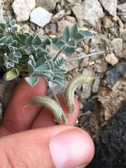 Astragalus mohavensis