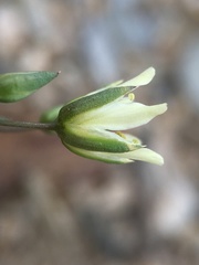 Eremogone macradenia