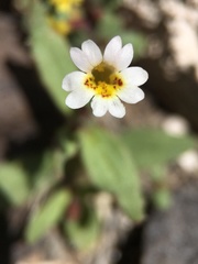 Erythranthe calcicola