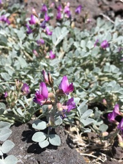 Astragalus mohavensis