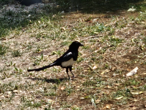 Oriental Magpie
