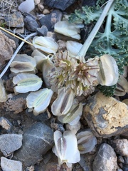 Vesper purpurascens