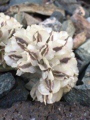 Vesper purpurascens
