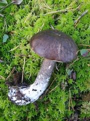 Leccinum variicolor