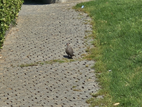 Spotted Dove