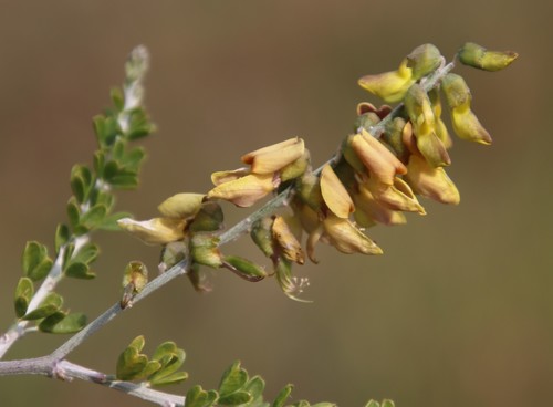 Image of Wiborgia obcordata by (c) Tony Rebelo, some rights reserved (CC BY-SA)