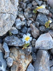 Erythranthe calcicola