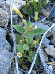 Erythranthe calcicola