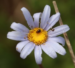Felicia amelloides
