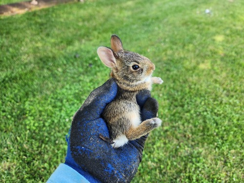 Eastern Cottontail photographed in Tennessee