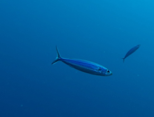 Boga (Haemulon vittatum) — Haemulidae — 5