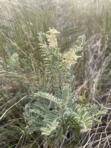 Drummond's Milkvetch
