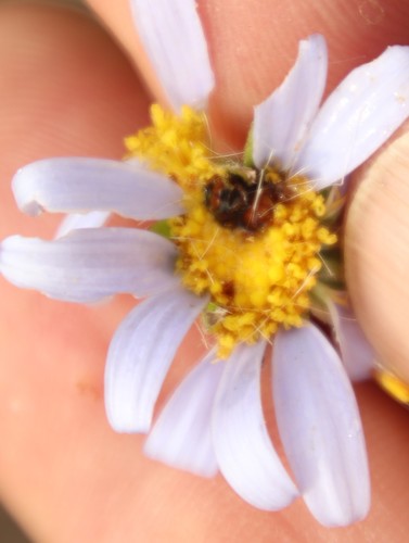 Image of Felicia amelloides by (c) Tony Rebelo, some rights reserved (CC BY-SA)