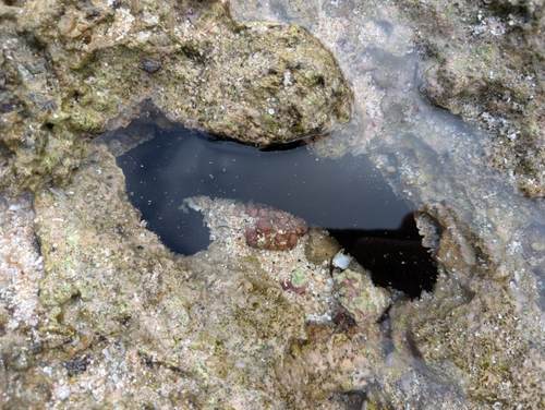 Holothuria fuscorubra, 2025-06-07