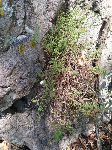 Nama origanifolia (Nama origanifolia)